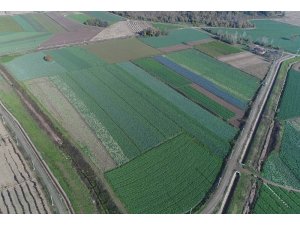 Mor ve beyaz lahana altın yılını yaşıyor