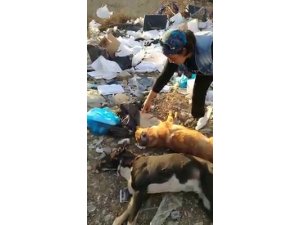 Ayakları bağlı halde ölmüş iki köpek bulundu
