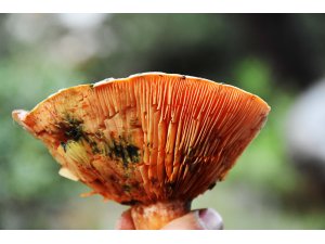 "Tüm mantarlar yenir ama bazıları sadece bir kez"