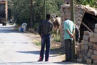 Firari kurbanlıklara "Boğa yakalama timi"