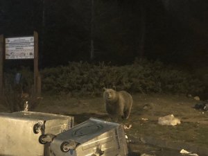 Kış uykusuna yatmayan aç ayılar vatandaşlara saldırdı