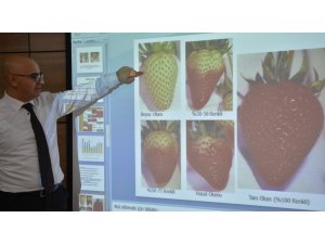 Çilek üreticisi 4 bin lira harcadı, 20 bin lira kazandı