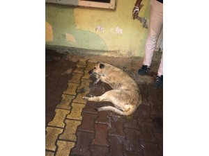 Sokak köpekleri telef oldu