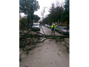 Devrilen ağaç yolu trafiğe kapattı