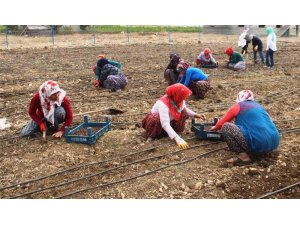 Kadın çiftçiler salep üretecek