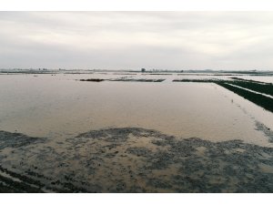 GÜNCELLEME 2 - Mersin'de sağanak tarım alanlarına zarar verdi