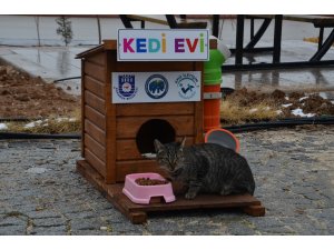 Üniversite öğrencilerinden kedi ve köpekler için "ev"