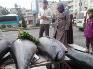 Şanlıurfa'da "ton balığı" şaşkınlığı