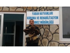 Yaralı Kaya Kartalı ile Saksağan tedavi altına alındı