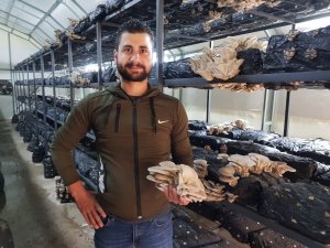 Mantarlarını Mozart ile yetiştiriyor