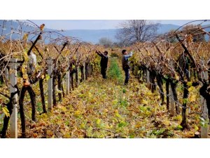 Sarıgöl’de üzüm bağlarında budama çalışmaları