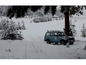 "Kafkas vaşağı Sarıkamış'ı sevdi"