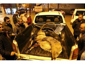 Dağ keçisini vuran 2 kişiye gözaltı