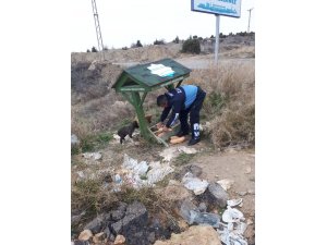 Beyşehir Belediyesi'nden sokak hayvanlarına yiyecek desteği
