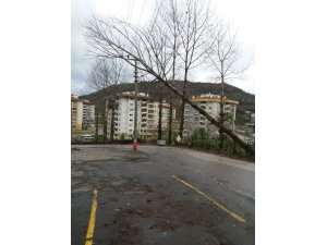 Rüzgara dayanamayan ağaç elektrik tellerine dayandı
