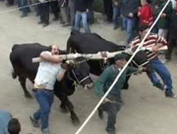 Bu vahşetin adı gelenek olmuş!