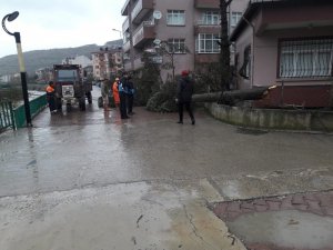 Cide’de fırtına etkili oldu
