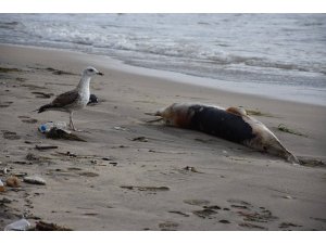 Sinop'ta 3 ölü yunus karaya vurdu