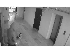 Ayakkabı hırsızlığı güvenlik kamerasına takıldı