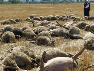 Çoban kaybolunca koyunlar telef oldu