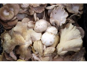 Bu mantarı tadan, diğerlerine elini sürmüyor