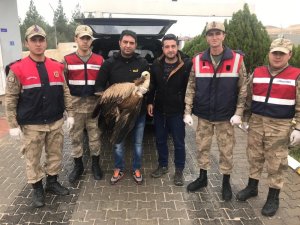 Jandarmanın yaralı halde bulduğu akbaba tedavi altına alındı