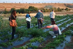 Halkapınar'da çilek fidesi dağıtımı