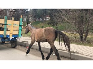 Hipodrom mu, çevre yolu mu?