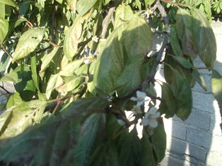 Erik ağacından çağla çıktı!