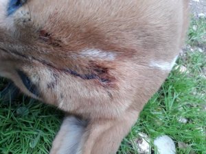 Yavru köpeğin üzerine silahla ateş açıldı