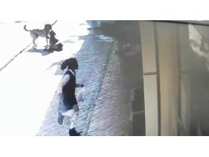 Sokak köpekleri kendilerini seven küçük kıza saldırdı