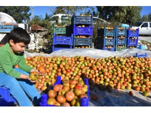 Datçalı domates üreticisinin yüzü güldü