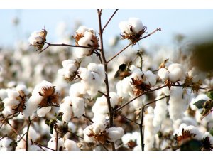 Pamuk tüketimi 27,5 milyon tona ulaşıyor