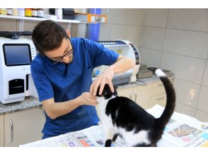 Diş sorunu yaşayan kediye belediye yardım etti