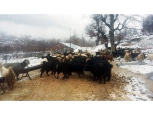 Antalya’da karda mahsur kalan 2 çoban ve sürüsü kurtarıldı