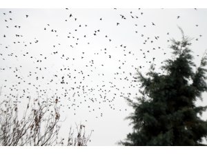 Kırklareli'nde sığırcıkların görsel şöleni