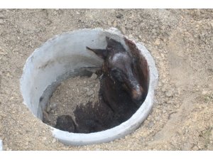 Çorum'da rögara düşen atı itfaiye kurtardı