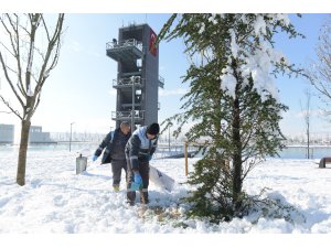 Sokak hayvanları belediyeye emanet