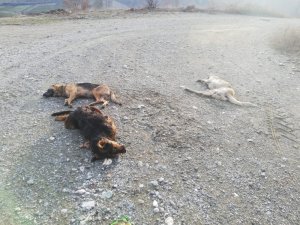 Tokat’ta 4 kopek yol ortasında ölü bulundu
