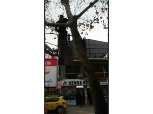 Ağaçta mahsur kalan kedi için seferber oldular
