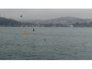 Tarabya sahilinde ölü yunus balığı bulundu