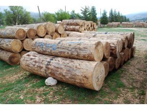 Sedir tomruk ihalesinde rekor kırıldı