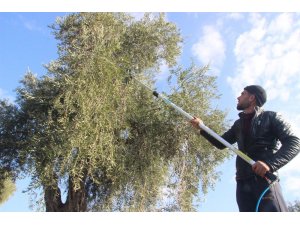 Zeytin hasadına yağmur engeli