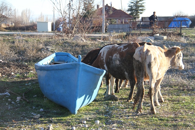 Balıkçı teknesi ineklerin su ihtiyacını karşılıyor