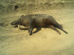 Hüyük'te domuzlara karşı mücadele