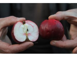 "İçi ve dışı kırmızı elma" tescillendi