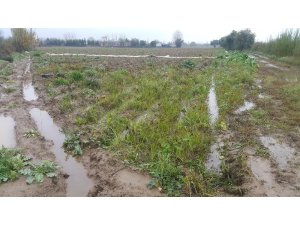 Ödemiş patatesi doğal deposunda beklemede