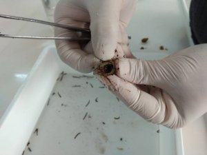 Türk tıbbi sülüğü, "Hirudo sulukii" üretilmeye başlandı