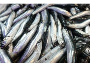 Türkiye'den 20 ülkeye hamsi ihraç edildi