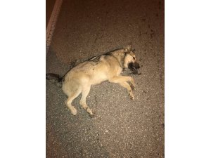Vicdansız sürücü köpeğe çarpıp arkasına bakmadan kaçtı